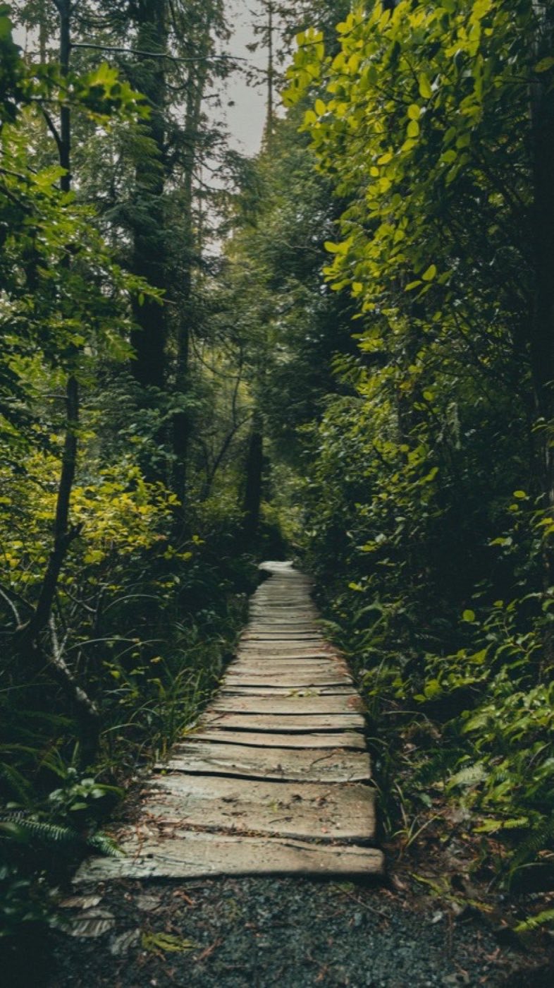 A plank boardwalk winding through coastal rainforest, ferns either side