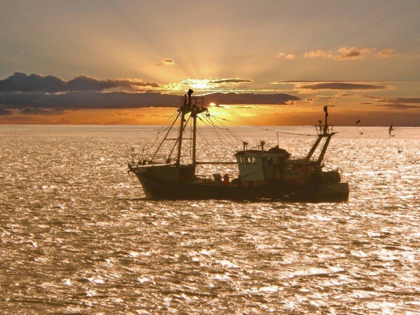A working boat on golden water at sunset with gulls overhead